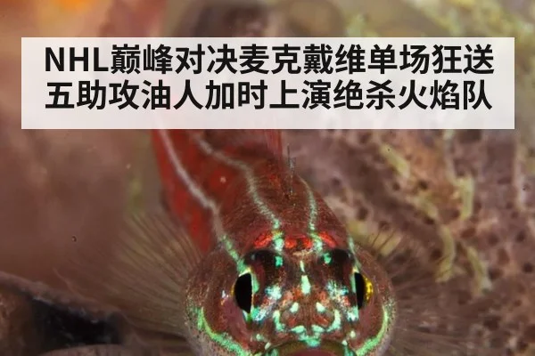 NHL巅峰对决麦克戴维单场狂送五助攻油人加时上演绝杀火焰队